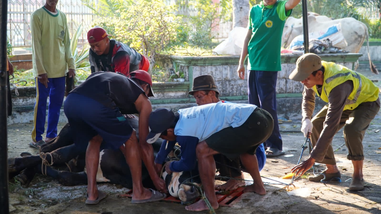 Usai Salat Ied, Pj Bupati Serahkan Sapi ke Panitia Kurban Masjid Agung