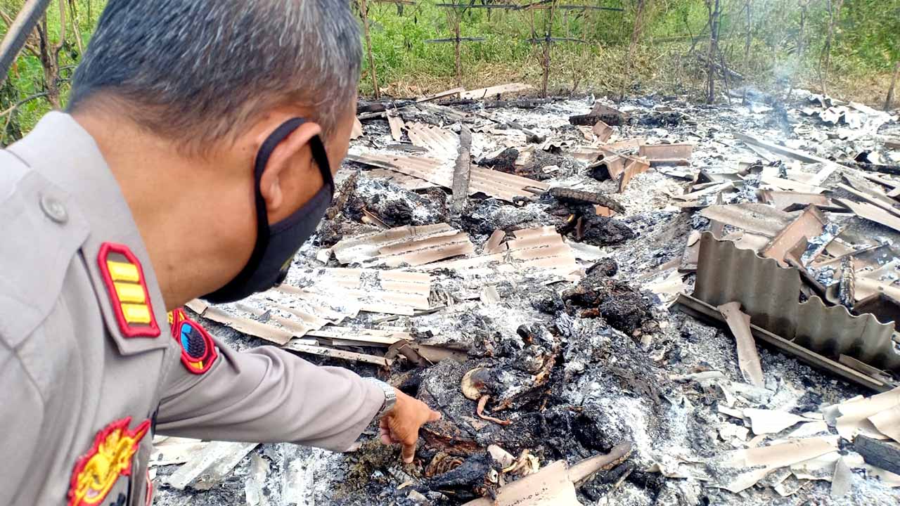 kebakaran kandang kambing
