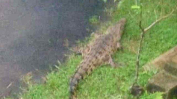 Buaya yang lepas dari kandangnya di objek wisata Akar Seribu di Desa Plajan, Kecamatan Pakisaji, Jepara pada Jumat (27/1) (foto:Tribunjateng.com)