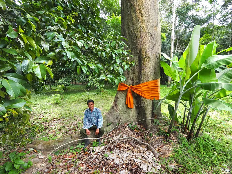 Lung Chet and the 300 yo tree