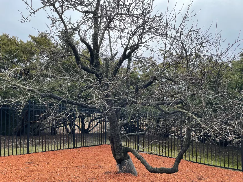endicott pear
