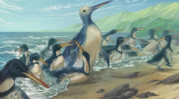 Ilustrasi penguin Kumimanu fordycei dan Petradyptes stonehousei, penguin purba yang jauh dari kesan kecil dan imut (Foto: Smithsonian)