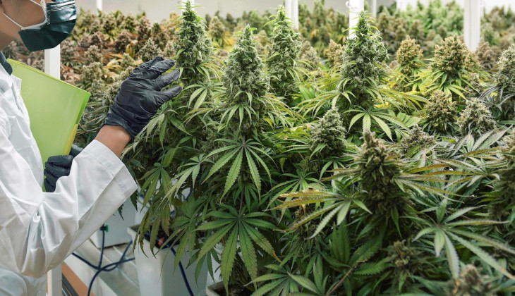 Ilustrasi untuk menggambarkan Maroko yang mersemikan "pekerjaan kontruksi laboratorium" ganja (Foto: UGM.ac)