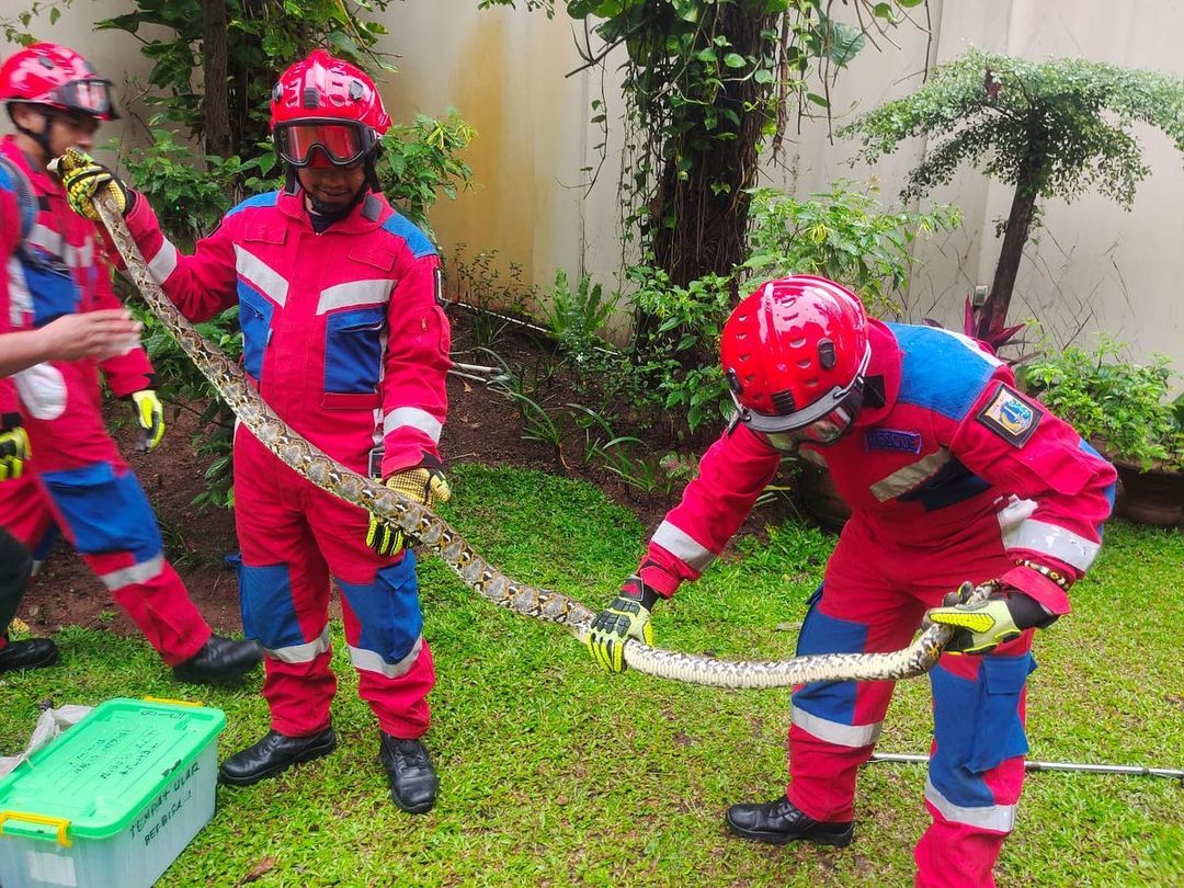 Beberapa pemadam kebakaran DKI Jakarta melakukan evakuasi ular sebagai salah satu tugas dan fungsi damkar (Sumber foto: IG @humasjakfire)