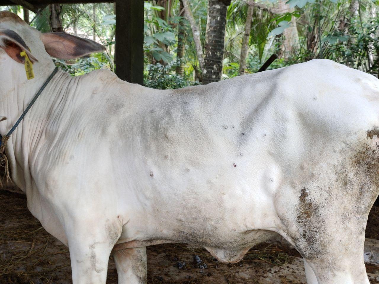 Sapi yang terjangkit LSD (foto: Dinas Pertanian dan Pangan Kulon Progo)