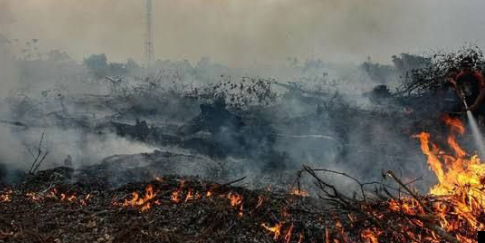 Ilustasi kebakaran hutan di Riau (Foto: BPBD Riau)