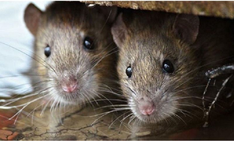 Tikus sebagai pembawa penyakit leptospirosis (foto: Okezone)