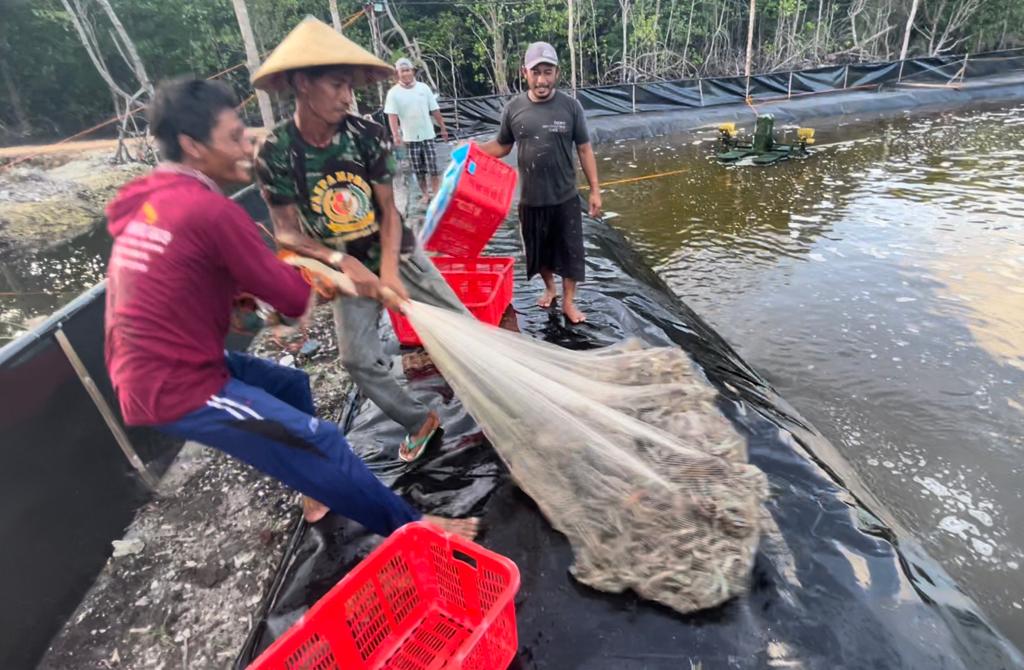 Sejumlah warga petani tambak di Karimunjawa sedang proses panen. (KF/Aris)