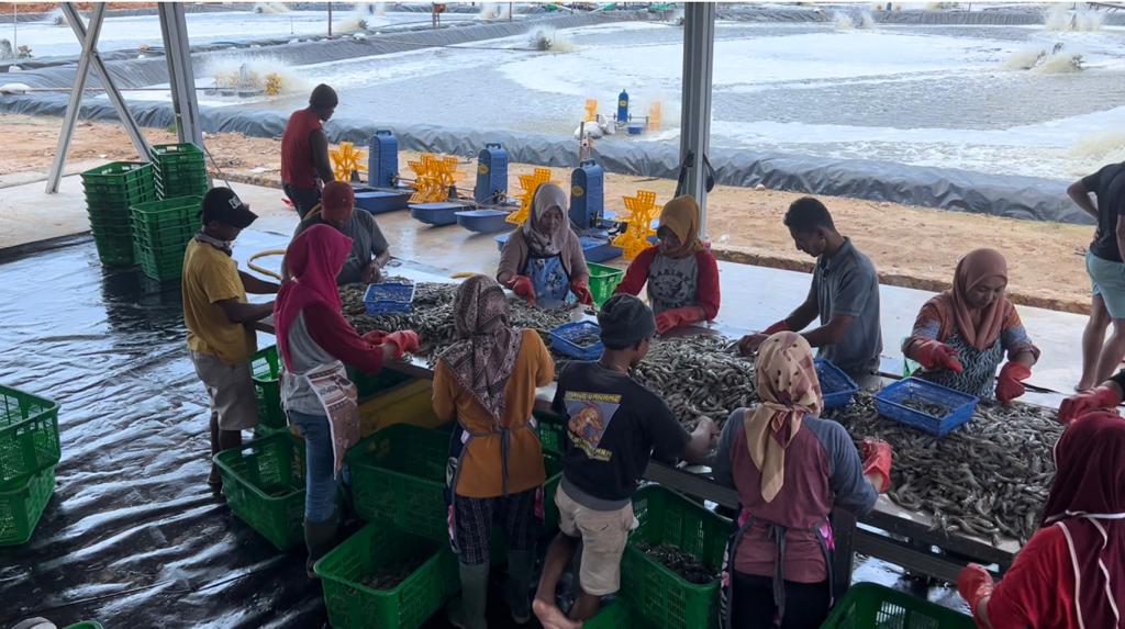 Sejumlah warga karimunjawa yang bekerja di tambak (foto KF/Aris)