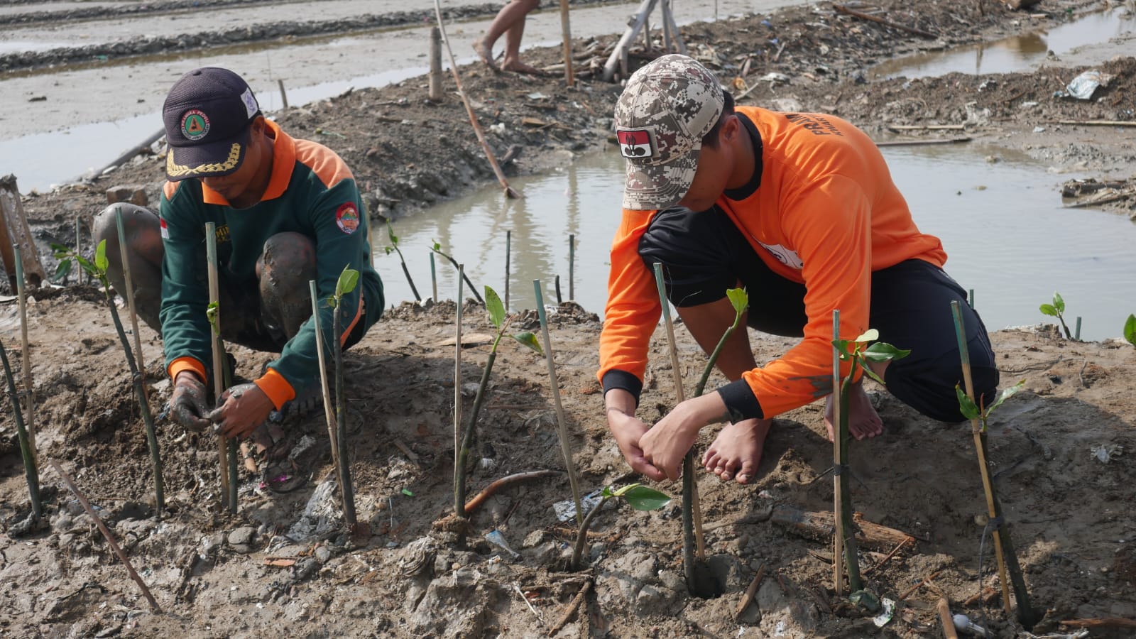 Sebanyak 1000 mangrove ditanam di Segoro Bulak Baru, Kecamatan Kedung, Kabupaten Jepara, Jumat (12/1/2023) (Istimewa)