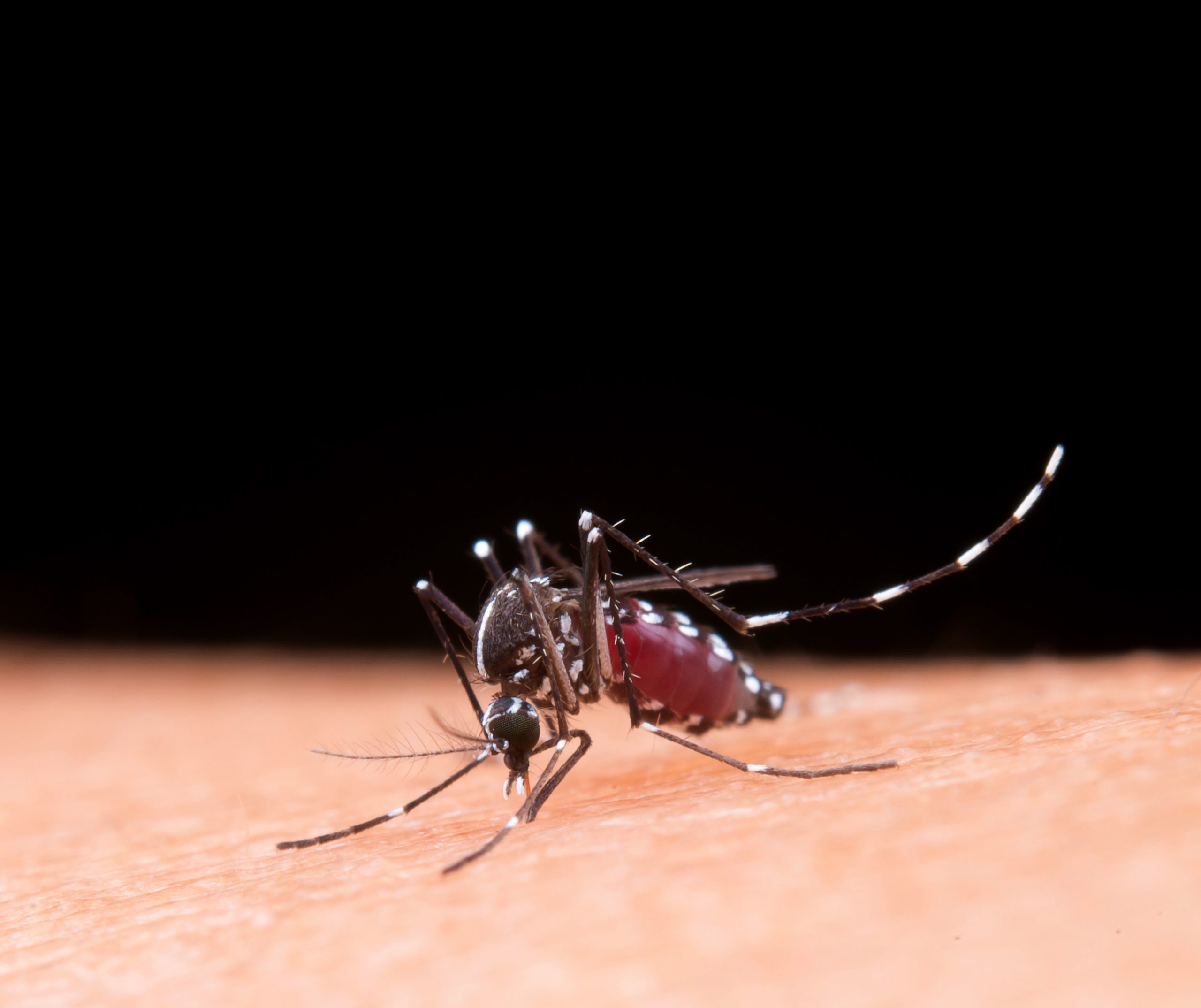 Nyamuk Aedes Aegypti yang membawa virus penyebab demam berdarah dengue (DBD (Foto: Freepik)