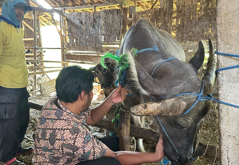 Dinas Pertanian dan Pangan Kabupaten mengintensifkan pemberian obat cacing kepada ternak(Foto: Medcom.id)