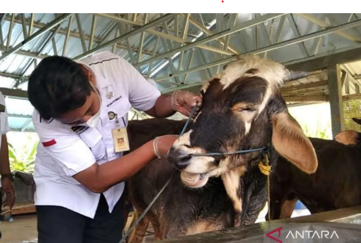 Pemeriksaan terhadap hewan ternak di Kabupaten Kudus mendekati hari raya kurban (Foto: ANTARA)