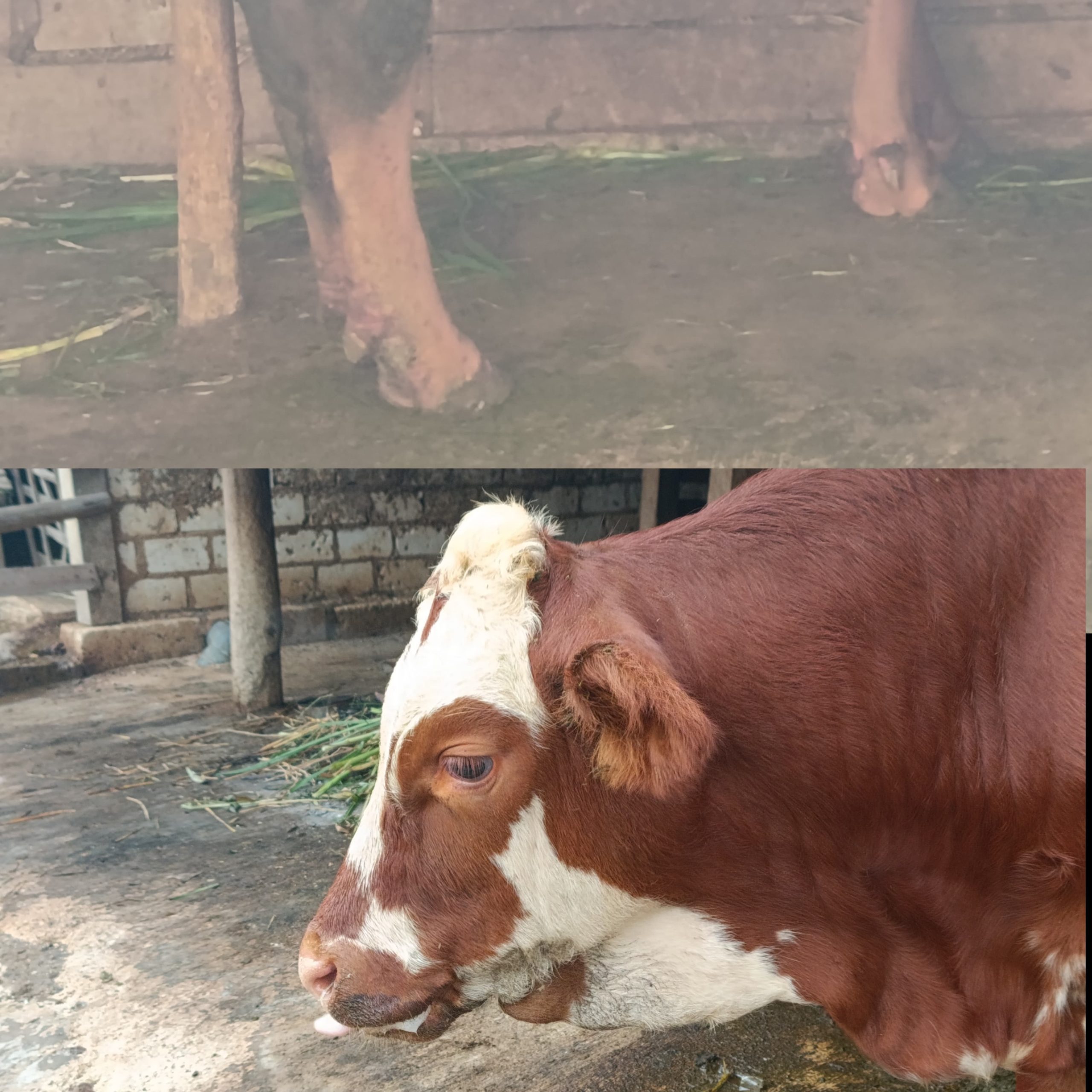 Sapi mengeluarkan air liur dan busa pada mulut dan luka pada kaki (KlikFakta.com/Ahmat Saiful)