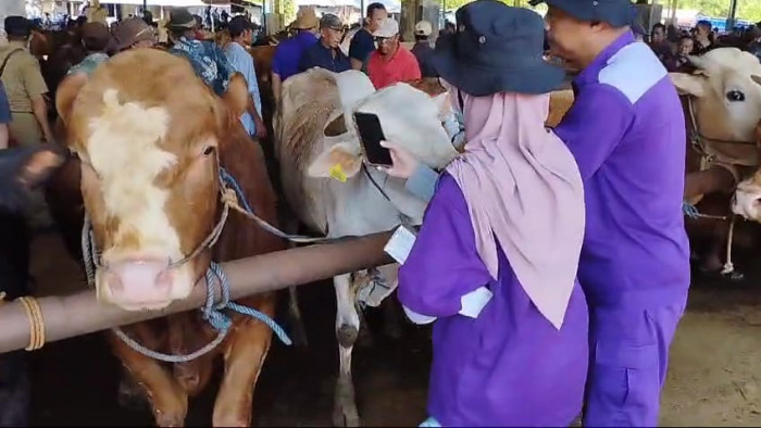 Pemeriksaan sapi di pasar hewan di Jepara oleh petugas Dinas Ketahanan Pangan dan Pertanian. Medcom.id/ DKPP Jepara.