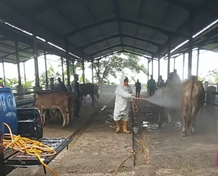 Penyemprotan disinfektan terhadap ternak di Pati (foto: MetroTVNews.com)