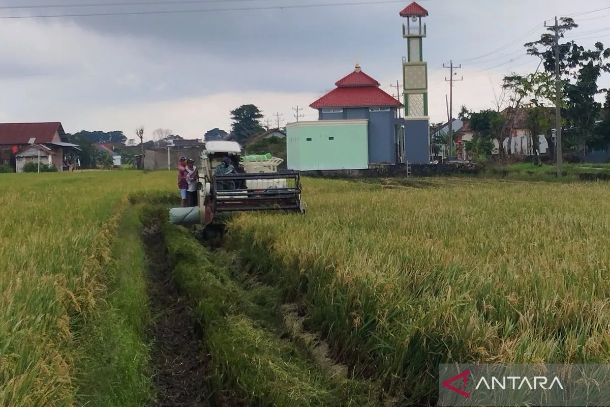 Persawahan di Kecamatan Kaliwungu, Kudus (foto: ANTARA)