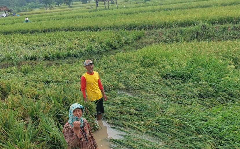 Kondisi persawahan di Rembang usai diterjang banjir
