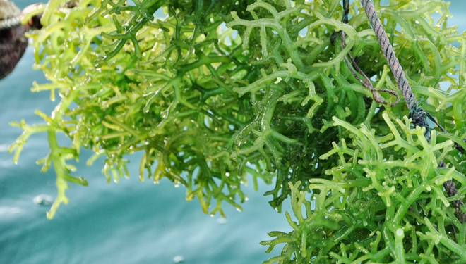 Ilustrasi rumput laut(foto: Universitas Airlangga)
