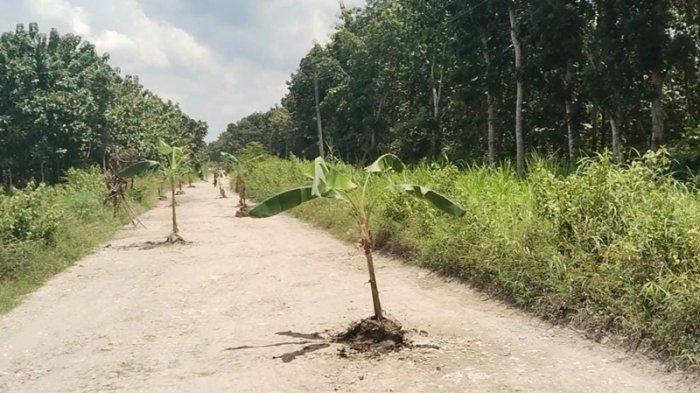Pohon pisang yang ditanam warga dari Desa Nglebur, Janjang, dan Bleboh di Kecamatan Jiken, Kabupaten Blora di tengah jalan Cabak-Bleboh pada Rabu (02/04/2025). Foto: TribunBanyumas.com