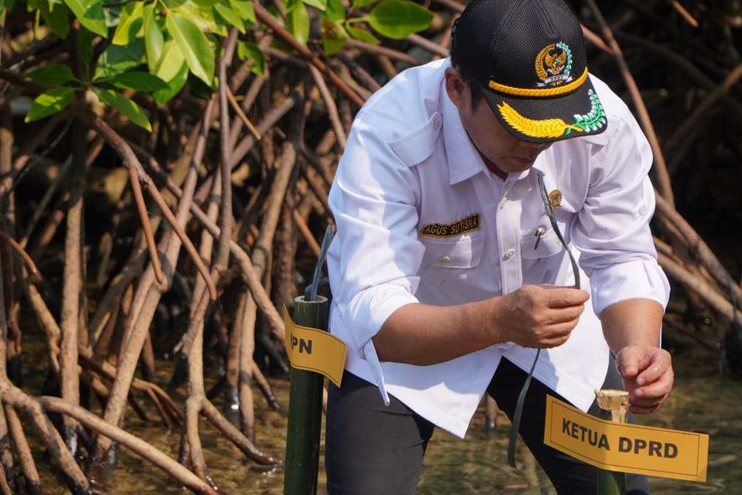 Ketua DPRD Jepara, Agus Sutisna melakukan penanaman bibit mangrove, Sabtu pagi pada 24 September 2025 di Pantai Mororejo, Kecamatan Mlonggo