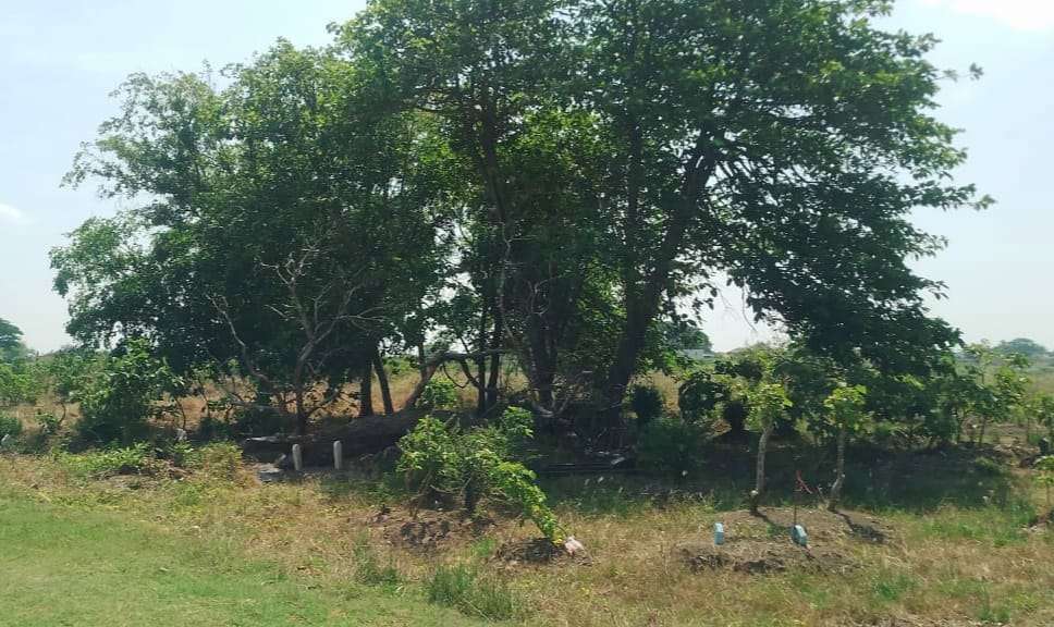 Pemakaman umum Dukuh Karangturi, Desa Setrokalangan, Kecamatan Kaliwungu, Kabupaten Kudus yang terdampak normalisasi Sungai Wulan