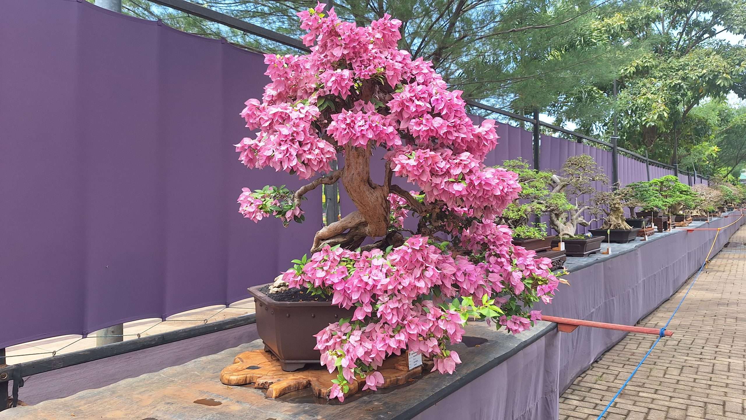 Salah satu bonsai yang tampil di Pemeran Bonsai Nasional 2025 The Champions The Greatness of Kudus Bonsai Observers di kawasan Balai Jagong Kudus