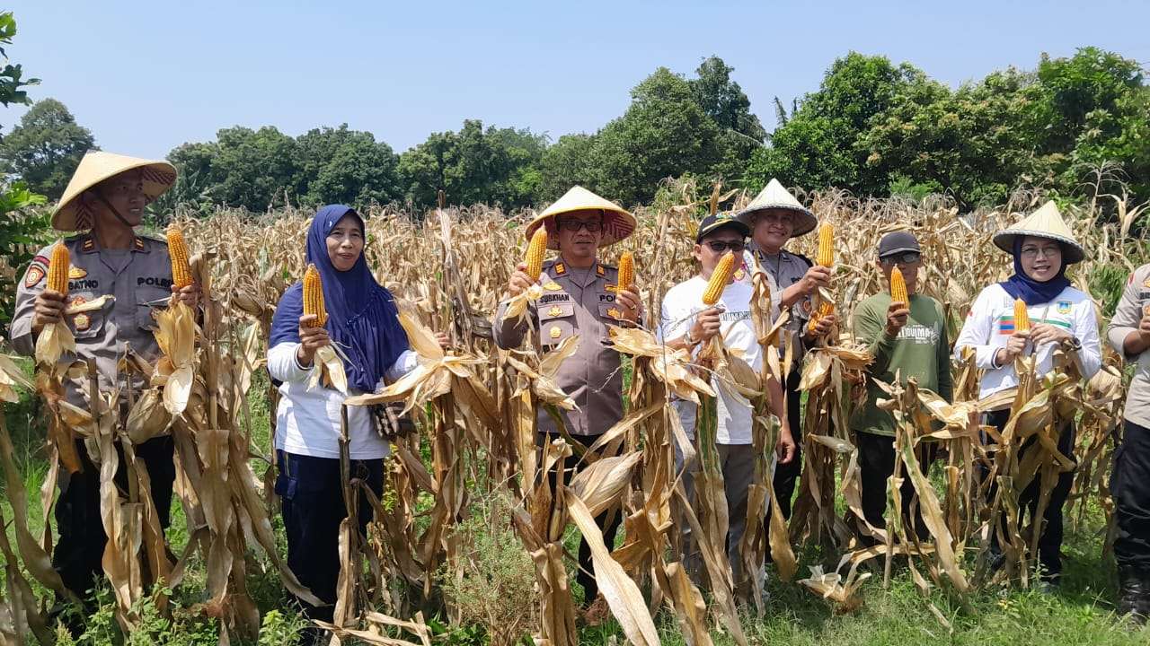 Panen jagung bersama jajaran Polsek Kudus Kota, Pemerintah Desa Kaliputu, Penyuluh Pertanian Lapangan (PPL) dan masyarakat Desa Kaliputu, Kecamatan Kota Kudus pada hari Jumat, 10 Oktober 2025, mulai Pukul 09.00 hingga 10.00 WIB
