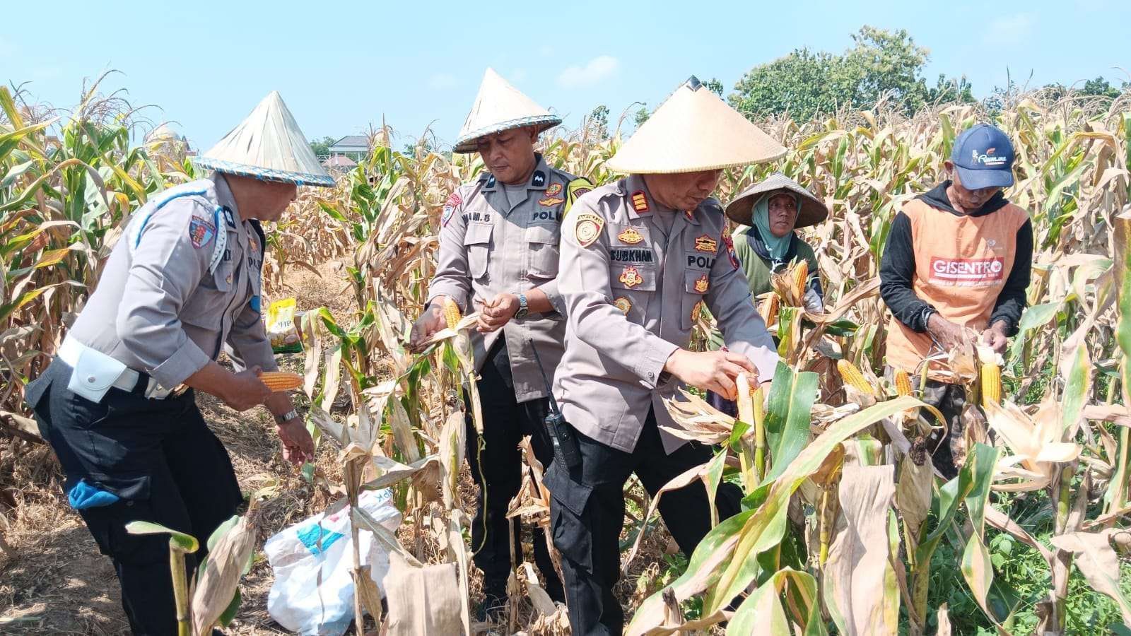 Panen jagung bersama Polsek Kudus Kota dan masyarakat di Lahan Sawah Bengkok Desa Singocandi, Kecamatan Kota, Kabupaten Kudus pada Selasa (14/10)