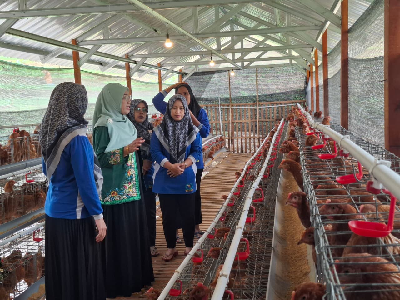 Bantuan ayam petelur dari Kementerian Pertanian RI melalui aspirasi anggota Komisi IV Fraksi Partai Kebangkitan Bangsa (FPKB) Dewan Perwakilan Rakyat Republik Indonesia (DPR RI) Dr Hj. Hindun Anisah MA.